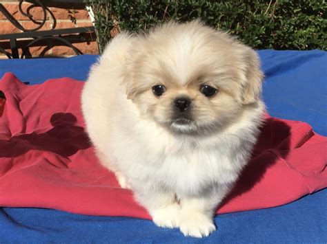 Theyll likely be happy to join you with whatever youre doing; just make sure they arent overheating or overexerting themselves trying to keep up. . Teacup pekingese puppies for sale near me